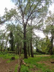 Forest Trees, Scenery spring forest, nature,tree and landscape, beautiful green forest in summer, path in the forest. Forest path way. Path in forest. Forest path landscape, jijel Algeria Africa.