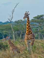 Giraffe with Young Calf in Natural Habitat, Africa