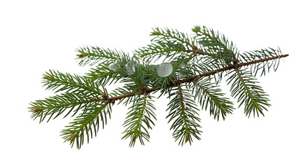 Fresh Evergreen Branch with Dew Drops - Isolated on Black