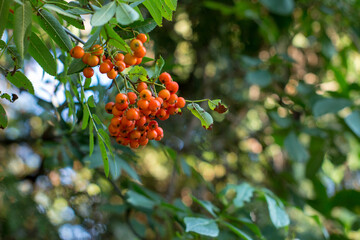 Close-up of Vibrant Orange Mountain Ash Berries (Sorbus aucuparia) Against Fresh Green Foliage. Detailed Nature Photography of Rowan Tree Fruit Cluster in Perfect Ripeness Stage