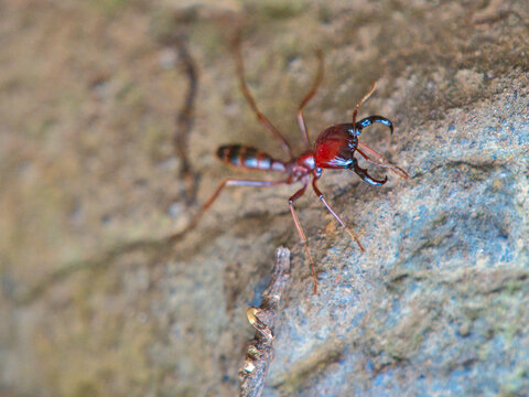 Driver Ant Close-Up in Uganda