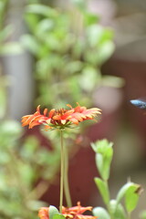Beautiful red blanket flower (Gaillardia) in sharp focus stands out among softly blurred blooms and a lush green garden backdrop. Captures the vibrant, delicate beauty of wild summer flowers.