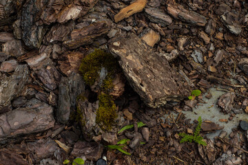 A close-up, overhead shot of brown bark mulch covering the entire frame. Small pieces of wood are scattered throughout.