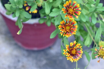 Beautiful red blanket flower (Gaillardia) in sharp focus stands out among softly blurred blooms and a lush green garden backdrop. Captures the vibrant, delicate beauty of wild summer flowers.