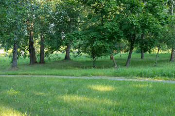 Green bush of Shatavari (Asparagus Racemosus Willd) in the backyard garden