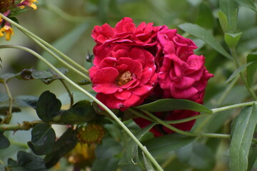 Rich pink-red roses bloom in a lush garden, displaying layered petals and striking color. Surrounded by green foliage, the vibrant rose cluster captures the essence of natural beauty and romance.