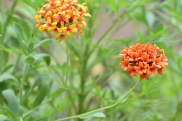 Beautiful red blanket flower (Gaillardia) in sharp focus stands out among softly blurred blooms and a lush green garden backdrop. Captures the vibrant, delicate beauty of wild summer flowers.