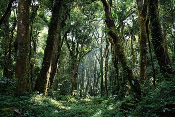 Obraz premium Lush, verdant forest interior