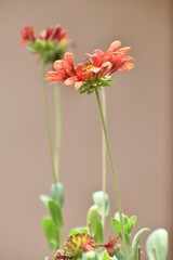 Beautiful red blanket flower (Gaillardia) in sharp focus stands out among softly blurred blooms and a lush green garden backdrop. Captures the vibrant, delicate beauty of wild summer flowers.