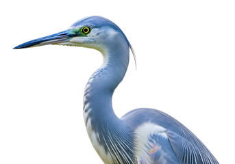 Fototapeta premium Elegant heron with long slender neck and sharp beak set against a black background