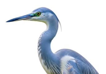 Elegant heron with long slender neck and sharp beak set against a black background