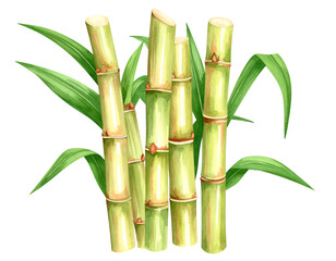 Fototapeta premium Sugarcane Illustration: A vibrant watercolor illustration of a sugarcane plant, depicting several stalks and lush green leaves, presenting a symbol of natural sweetness and agricultural prosperity.