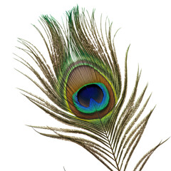 Obraz premium Single elegant peacock feather with iridescent blue, green, gold eye-spot and delicate barbs, pristine on a transparent seamless background, macro lens detail, professional studio lighting. Concept of