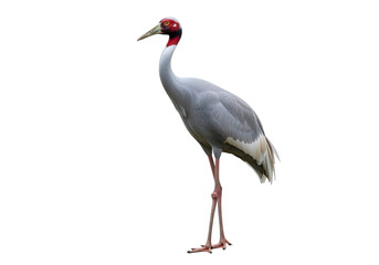 Elegant red-crowned crane standing tall against a black background showcasing its striking