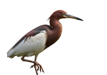 Elegant Red Heron with Long Beak and White Wing Feathers Against a Black Background