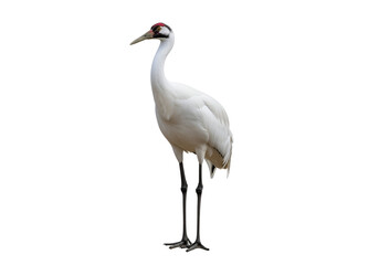 Obraz premium Elegant White Crane Standing Tall Against a Black Background with Graceful Posture and Detailed