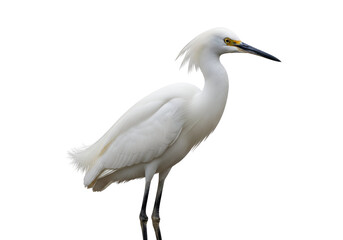 Obraz premium Elegant white heron with sleek black beak and slender legs on a black background