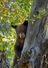 black bear in the forest