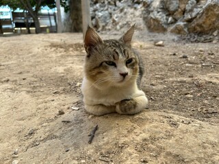 Obraz premium A beautiful tabby cat sits outside in nature