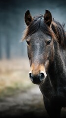 Obraz premium Close-up of a brown horse in a misty landscape showing its calm expression during early morning hours