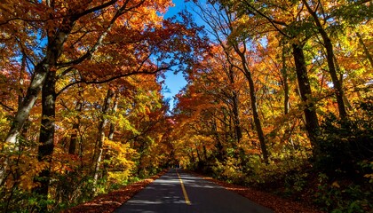 Obraz premium Autumnal forest road (1)