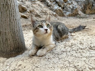 A beautiful tabby cat sits outside in nature