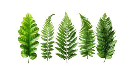 Green tropical fern leaves isolated on white. Transparent PNG.Natural botanical elements for eco design and decoration.
