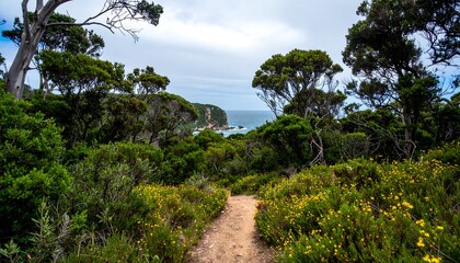 Coastal path through lush foliage