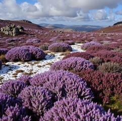 Obraz premium A breathtaking landscape of lavender bushes blanketing a hillside, with patches of snow adding a touch of winter to the vibrant purple flowers
