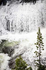 Small Pine Grows Below Terraced Falls Along Fall River In Southern Yellowstone