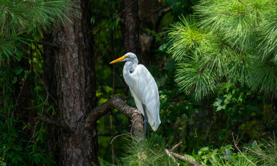 Egret sitting in a forest