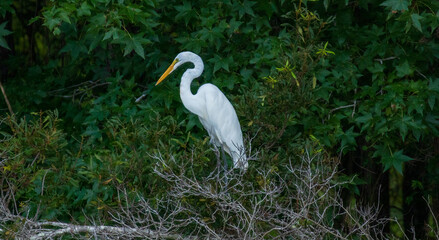 Egret sitting in a forest