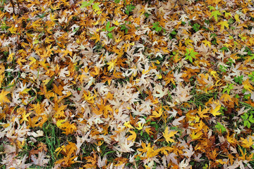 Autumn bright colorful background of orange-yellow-red leaves.
