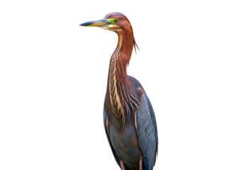 Magnificent heron with striking plumage and sharp beak perched gracefully against a black background