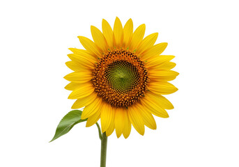 Magnificent sunflower with bright yellow petals and detailed center isolated on black background