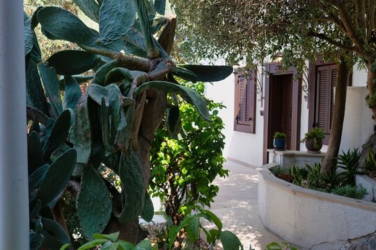 A peaceful courtyard scene with a large prickly pear cactus in the foreground. The setting is a garden area with trees and a white building in the background in old Marmaris - Mugla - Turkey