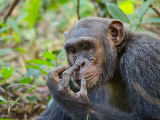 Chimpanzee picking nose in the forest