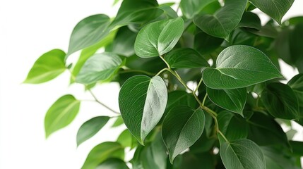 Obraz premium Lush plant with smooth, green, heart-shaped leaves against a bright white background