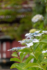 お寺の紫陽花