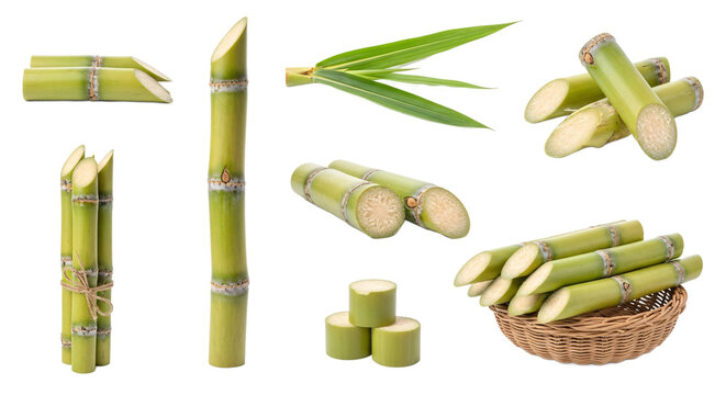 Collection of fresh green sugarcane stalks and pieces with leaves and a woven basket isolated on transparent background