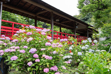 お寺の紫陽花