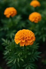Marigolds in Golden Light