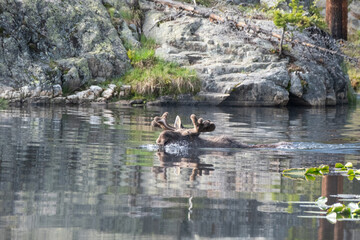 Moose swimming