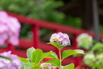 お寺の紫陽花