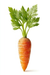 Single carrot with fresh green leaves