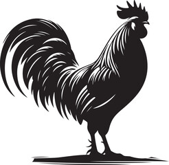 rooster isolated on white background