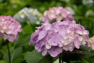 紫陽花