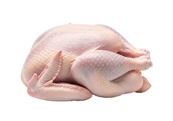 Raw whole uncooked poultry bird on black background for culinary preparation or food display