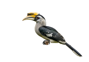 Realistic detailed sculpture of a hornbill bird with a prominent yellow beak on a black background