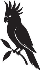 cockatoo